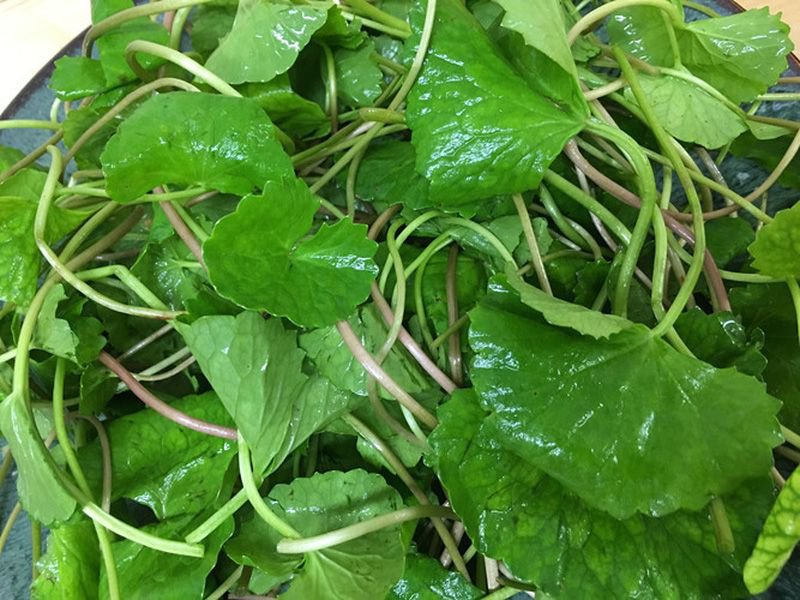 Rau má có tính hàn, có tác động tiêu cực đến mũi sau nâng